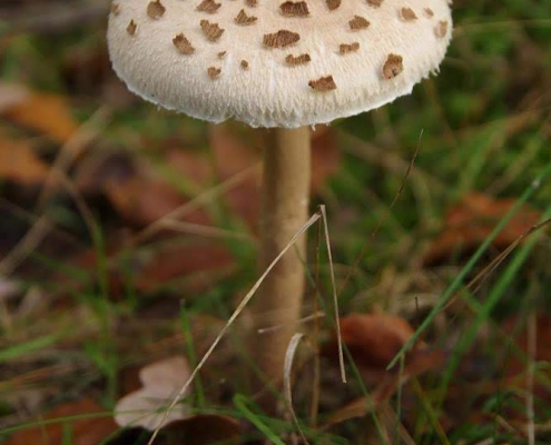 Einzelner Pilz mit weißer Kappe, Fotografie von Bernhard Nentwich