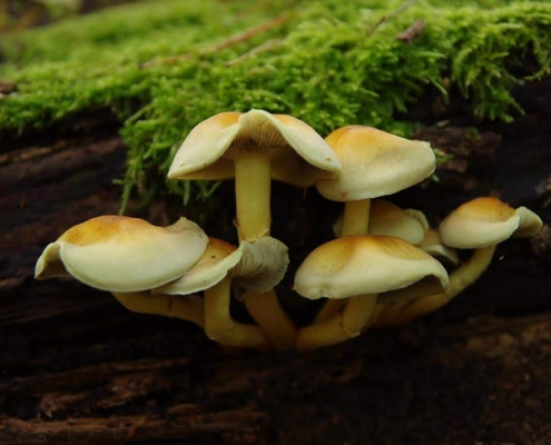 Mehrere Pilze mit gelb/weißer Kappe vor grünem Moos, Fotografie von Bernhard Nentwich