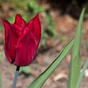 Rote Tulpe, Fotografie von René Minkels