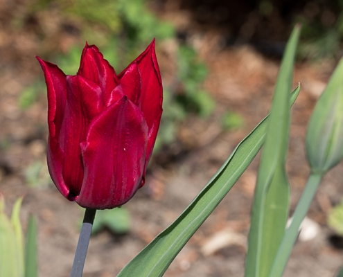 Rote Tulpe, Fotografie von René Minkels