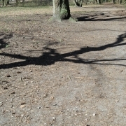 Schatten von Baum, Fotografie von Jörg Fiedler