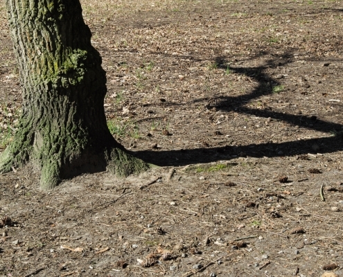 Schatten von Baum, Fotografie von Jörg Fiedler