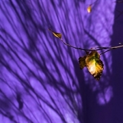 Lila Hintergrund mit Schatten von Zweigen, Fotografie von Paul Broich