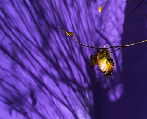 Lila Hintergrund mit Schatten von Zweigen, Fotografie von Paul Broich