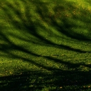 Grüne Wiese mit Schatten von Bäumen, Fotografie von Paul Broich