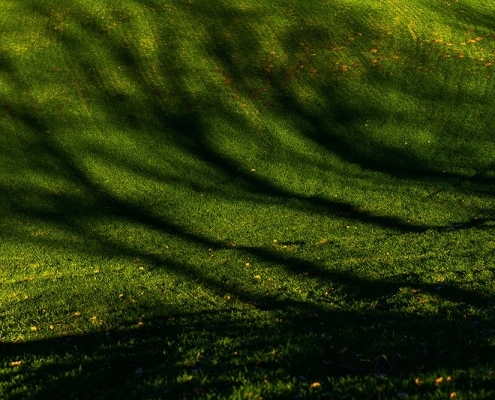 Grüne Wiese mit Schatten von Bäumen, Fotografie von Paul Broich