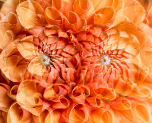 dopplet belichtete orangefarbene Dahlie; das Zentrum der Dahlie sieht wie ein Auge aus