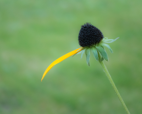 Vor grunem Hintergrund ragt eine abgeblühte Blume mit nur noch einem gelben Blütenblatt ins Bild.