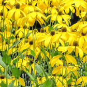 Auf dem Foto im Querformat sind die gelben Blüten von vielen Sonnenhutblumen zu sehen.