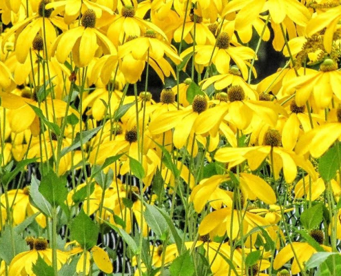 Auf dem Foto im Querformat sind die gelben Blüten von vielen Sonnenhutblumen zu sehen.