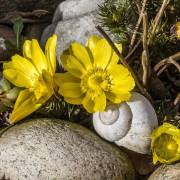 Das Foto im Querformat zeigt gelbe Adonisröschen, die zwischen Steinen und Schneckengehäusen blühen.