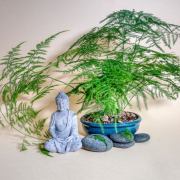 Vor einer Pflanzenschale mit Farn sitzt eine Buddhafigur