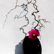 In einer schwarzen Vase, die vor einer weissen Wand steht, steckt ein Zweig und eine lilafarbige Blume