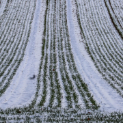 Das hochformatige Foto zeigt ein Feld mit angegangener Saat schneebedeckt im Winter
