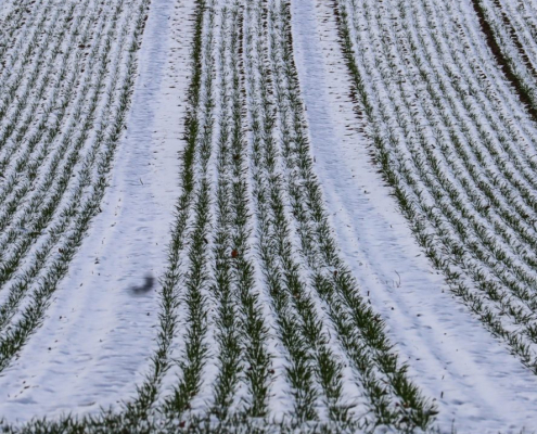 Das hochformatige Foto zeigt ein Feld mit angegangener Saat schneebedeckt im Winter