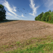 Das querformatige Foto zeigt einen Vogelschwarm über einer Feldschneise, die rechts und links von Bäumen und Büschen eingerahmt ist.