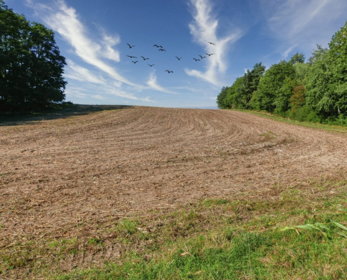 Das querformatige Foto zeigt einen Vogelschwarm über einer Feldschneise, die rechts und links von Bäumen und Büschen eingerahmt ist.