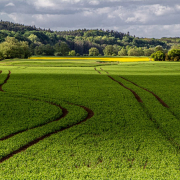 Das querformatige Foto zeigt ein grünes Feld am Waldrand, in dem markante Spuren eines Traktors zu sehen sind.