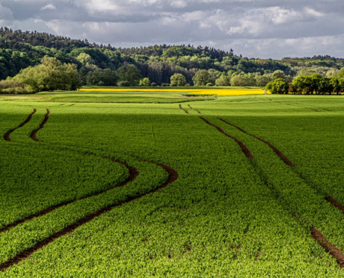 Das querformatige Foto zeigt ein grünes Feld am Waldrand, in dem markante Spuren eines Traktors zu sehen sind.