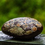 Das querformatige Foto zeigt einenovalen Stein, der mit Flechten übersät ist.