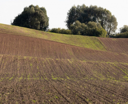 Das querformatige Foto zeigt ein Feld in einer leichten Hügellandschaft.