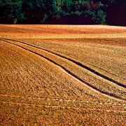 Das querformatige Bild zeigt ein braunes, abgeerntetes Feld am Waldrand