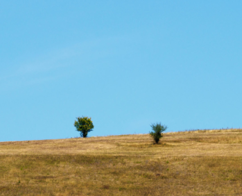 Auf dem querformatigen Foto stehen sich 2 Bäume auf einem abgemähten Feld gegenüber