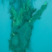 Das hochformatige Foto ist türkisgrün gehalten und zeigt einen Wassergeist