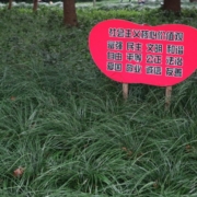 Das querformatige Bild zeigt ein pinkfarbenes Schild, das in grünem Rasen steckt. Auf dem Schild sind asiatische Zeichen.