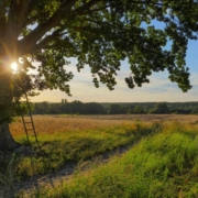 Das querformatige Foto zeigt im Licht der untergehenden Sonne im Vordergrund eine dicke alte Eiche, an die eine Leiter gelehnt ist und im Hintergrund die Landschaft des Tegeler Fließ.