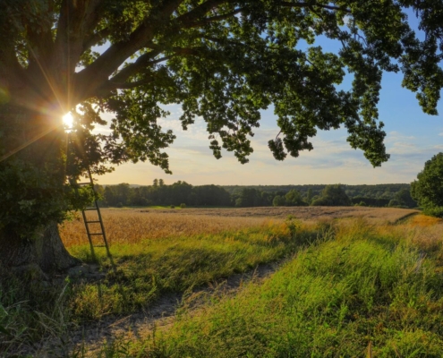 Das querformatige Foto zeigt im Licht der untergehenden Sonne im Vordergrund eine dicke alte Eiche, an die eine Leiter gelehnt ist und im Hintergrund die Landschaft des Tegeler Fließ.