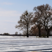 Das querformatige Bild zeigt ein winterliches Spargelfeld, das mit weißer Folie abgedeckt ist.