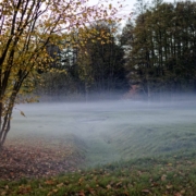 Das querformatige Feld zeigt Frühnebel, der sich langsam vom Boden einer Landschaft mit Büschen und Bäumen lichtet.