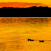 Das querformatige Foto zeigt einen See, auf dem drei Enten schwimmen, im goldenen Licht des Sonnenuntergangs.