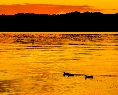 Das querformatige Foto zeigt einen See, auf dem drei Enten schwimmen, im goldenen Licht des Sonnenuntergangs.