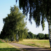 Das hochformatige Bild zeigt den Mauerradweg, der von Birken gesäumt wird.