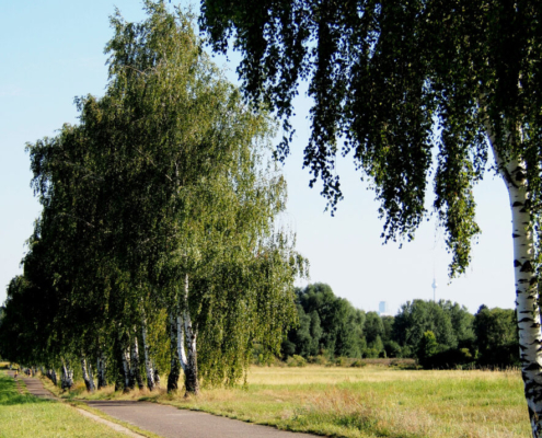 Das hochformatige Bild zeigt den Mauerradweg, der von Birken gesäumt wird.