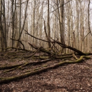 Das querformatige Foto zeigteine Lichtung im Wald, mit Herbstlaub bedeckt, dicke Äste und dünne Stämme liegen leicht diagonal im Vordergrund.