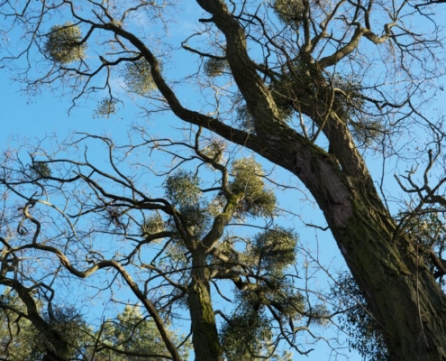 Das hochformatige Foto wurde gegen den blauen Himmel fotografiert und zeigt Bäume mit Misteln in der Krone.