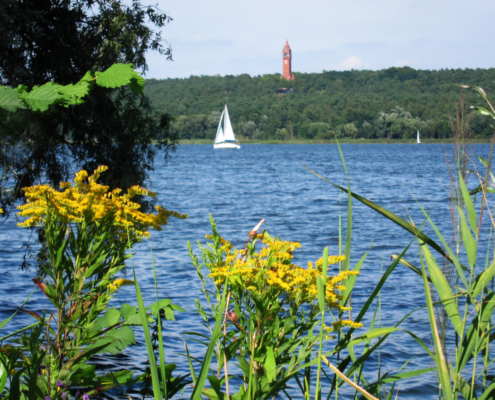 Auf dem querformatigen Foto blickt man durch Goldraute auf ein Segelboot auf dem Wannsee.