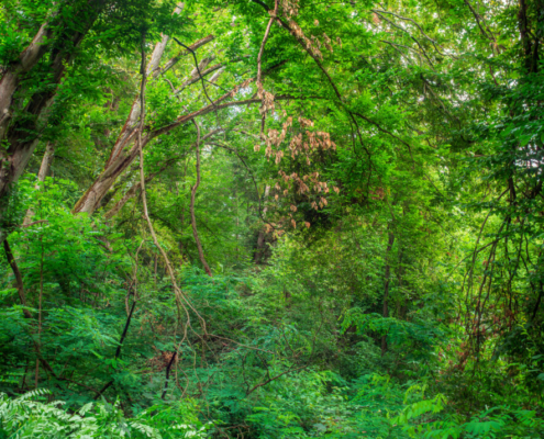 Das hochformatige Foto zeigt einen Blick in einen dichten, grünen Wald. DenBlickfang bildet ein toter brauner Ast.