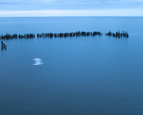 Das querformatige Foto zeigt einen Blick auf die stille Ostsee, eine Reihe Buhnen laufen parallel zum Horizont, eine Möwe mit Bewegungsunschärfe fliegt im Vordergrund.