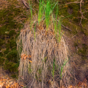 Das hochformatige Foto zeigt den Lebenszyklus von Grasbüscheln: von stehnedem Grün zu hängendem braun.