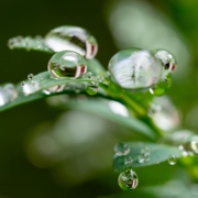 Das querformatige Foto zeigt eine Nahaufnahme von Wassertropfen auf dem Blatt einer Pflanze. Das Ganze sie wie ein Frosch aus.