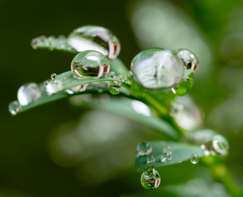 Das querformatige Foto zeigt eine Nahaufnahme von Wassertropfen auf dem Blatt einer Pflanze. Das Ganze sie wie ein Frosch aus.