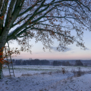 Das querformatige Foto zeigt eine schneebedeckte Landschaft mit einem dicken Baum im Vordergrund.