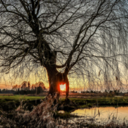 Das querformatige Foto zeigt eine kahle Weide bei Sonnenuntergang.