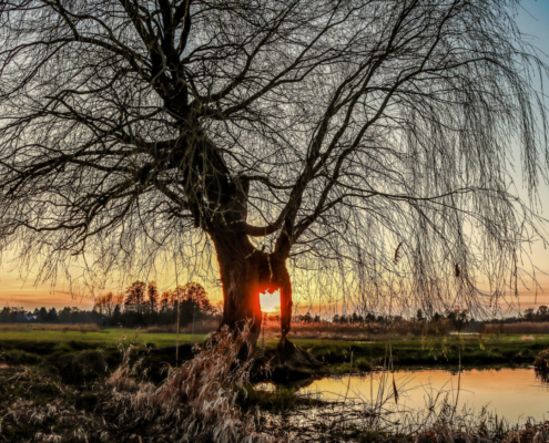 Das querformatige Foto zeigt eine kahle Weide bei Sonnenuntergang.