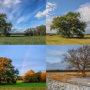 Das querformatige Foto zeigt denselben Baum im Wandel der Jahreszeiten.