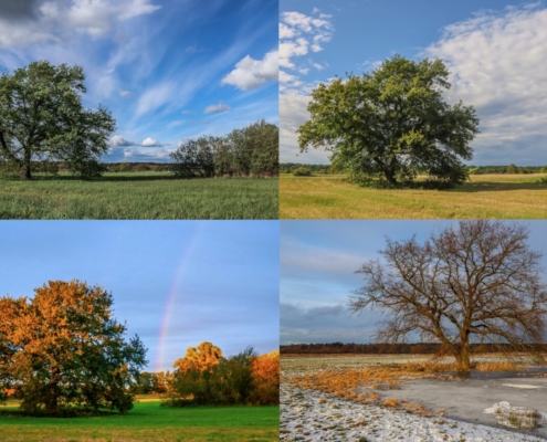 Das querformatige Foto zeigt denselben Baum im Wandel der Jahreszeiten.